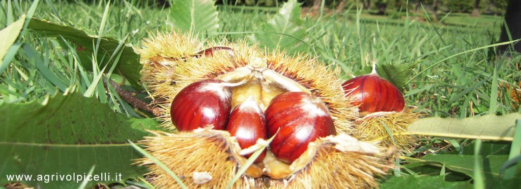 Chestnuts