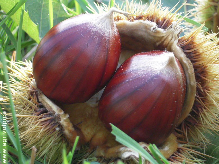 Chestnuts