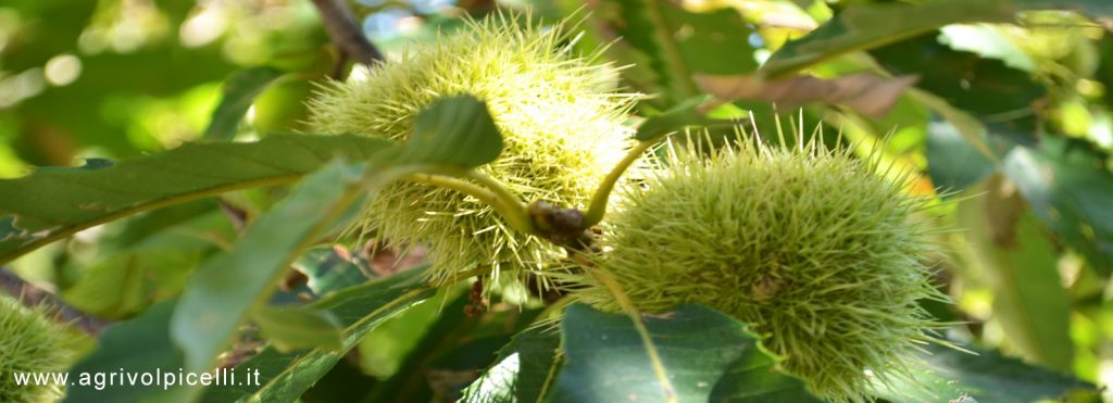 Chestnuts